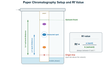 Paper Chromatography: Principle, Procedure, Types and Uses
