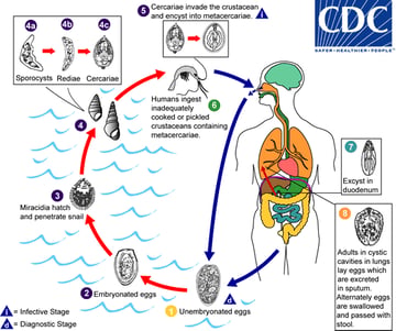Paragonimus westermani (Lung Fluke): Life Cycle, Pathogenesis, and Diagnosis