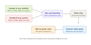 DNA Microarray: Principle, Procedure, Types, and How to Read the Results