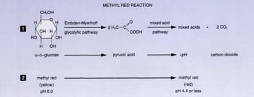 Methyl Red (MR) Test: Principle, Procedure, Results & MR-Positive Organisms