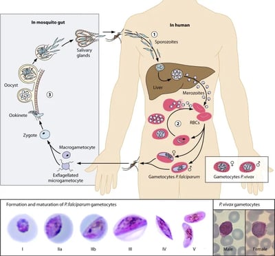 Plasmodium and Malaria: Life Cycle, Pathogenesis, and Laboratory Diagnosis