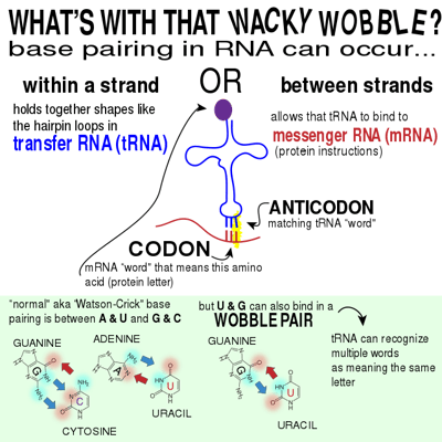 The Wobble Hypothesis: Importance and Examples