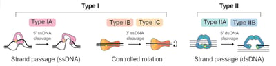 Topoisomerase: Structure, Types, and Functions