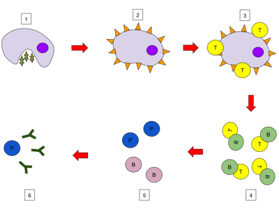 Humoral Immunity: Stages and Types