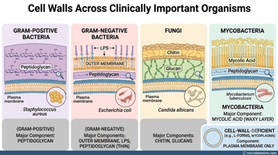 Cell Walls Across Clinically Important Organisms: Bacteria, Fungi, and Beyond