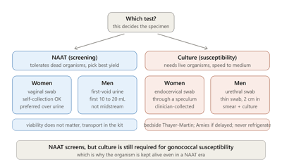 Genital and STI Specimens: Collection, Transport and Lab Diagnosis