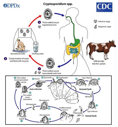 Cryptosporidium: Life Cycle, Pathogenesis, Treatment, and Laboratory Diagnosis