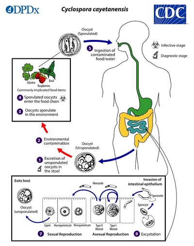 Cyclospora cayetanensis: Life Cycle, Pathogenesis, and Laboratory Diagnosis