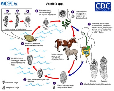 Fasciola hepatica: Life Cycle, Pathogenesis, and Laboratory Diagnosis