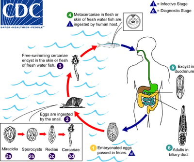 Clonorchis and Opisthorchis: Life Cycle, Pathogenesis, and Diagnosis