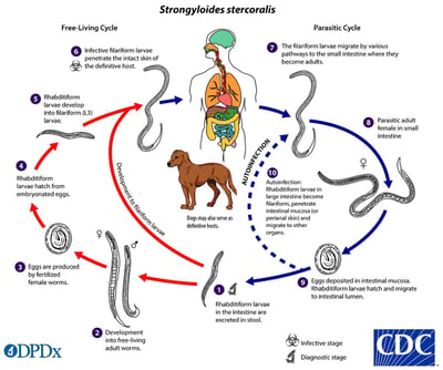 Strongyloides stercoralis: Life Cycle, Pathogenesis, Treatment, and Laboratory Diagnosis