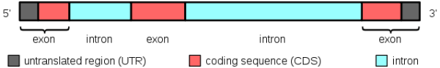 Exons And Introns: Functions and Types