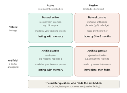 Active vs Passive Immunity: Types, Differences, and Examples