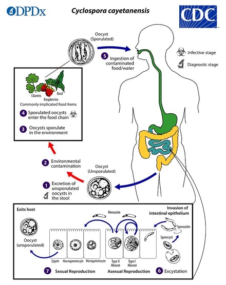 Cyclospora cayetanensis: Life Cycle, Pathogenesis, and Laboratory Diagnosis