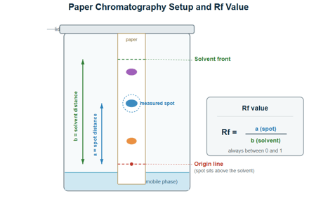 Paper Chromatography: Principle, Procedure, Types and Uses