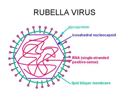 Rubella (German Measles): Virology, Congenital Rubella Syndrome, and Laboratory Diagnosis