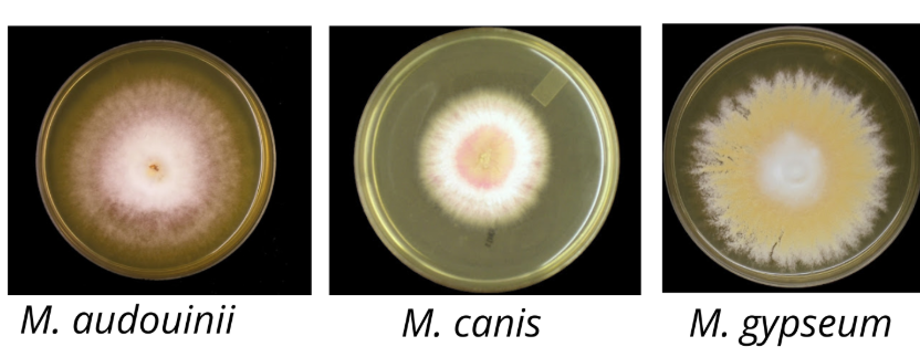 Microsporum: Species, Identification, and the Rice Grain Test