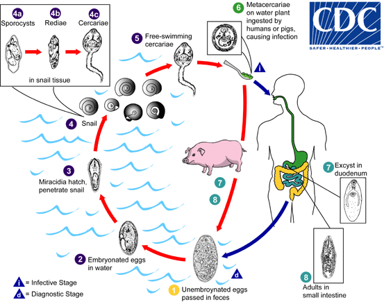 Fasciolopsis buski: Life Cycle, Pathogenesis, and Laboratory Diagnosis
