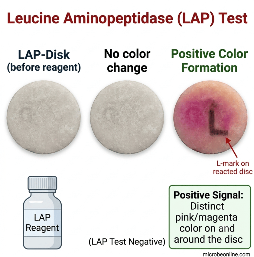 Leucine Aminopeptidase (LAP) Test: Principle, Procedure, Results