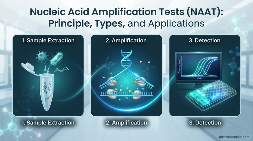 Nucleic Acid Amplification Tests (NAAT): Principle, Types, and Interpretation