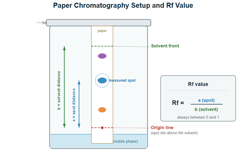 Paper Chromatography: Principle, Procedure, Types and Uses
