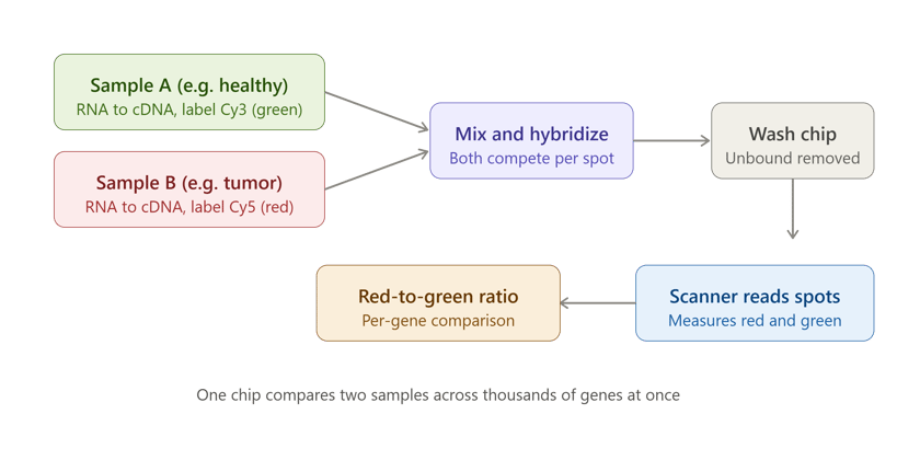 DNA Microarray: Principle, Procedure, Types, and How to Read the Results
