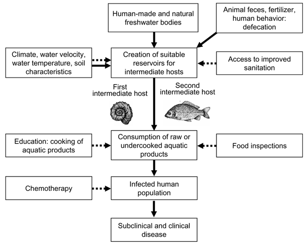 Trematodes (Flukes): Classification, Life Cycle, and Egg Identification