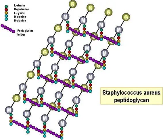 G+: An interpeptide ‘bridge’ of 5 Glycine residues links L-lysine and D-Alanine of adjacent chains