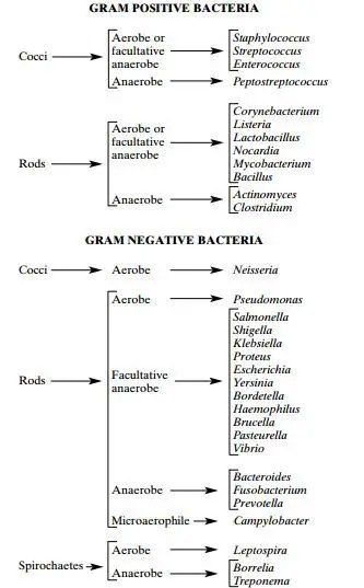 Oxygen Requirements for Pathogenic Bacteria • Microbe Online