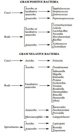 gram negative bacteria classification