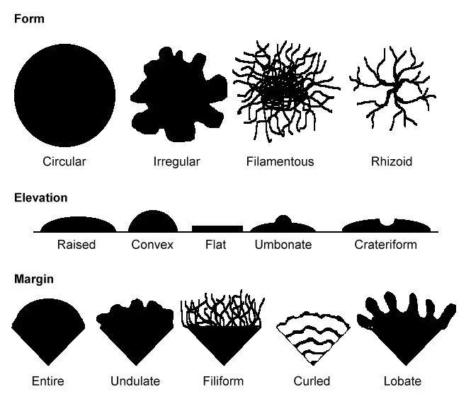 Characteristics of Bacterial colonies