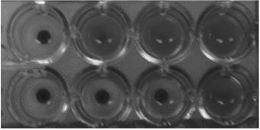 Complement Fixation Test in Microtiter Plate, rows 1 and 2 exhibit complement fixation obtained with acute and convalescent phase serum specimens, respectively. (2-fold serum dilutions were used) The observed 4-fold increase is significant and indicates infection.