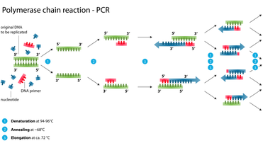 Polymerase Chain Reaction Pcr Steps Types And Applications Learn Microbiology Online