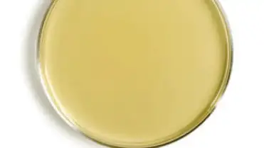 Tryptic Soy Agar Tsa Composition Preparation And Uses Learn Microbiology Online
