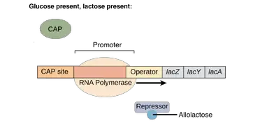 lac operon without lactose