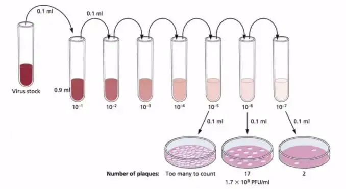 Procedure for viral (bacteriophage) Plaque