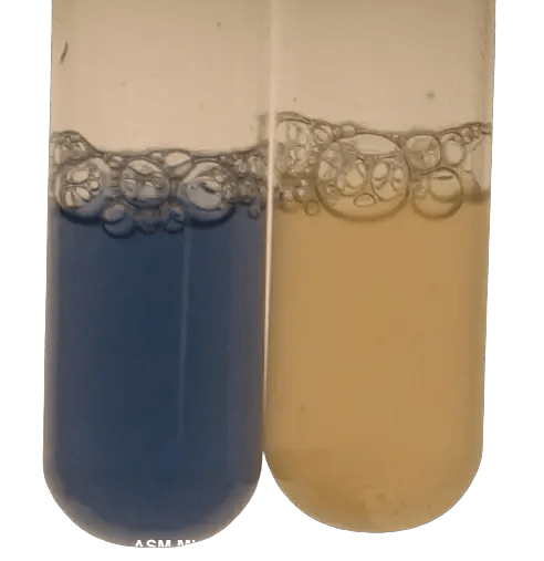 Test tube method of oxidase test