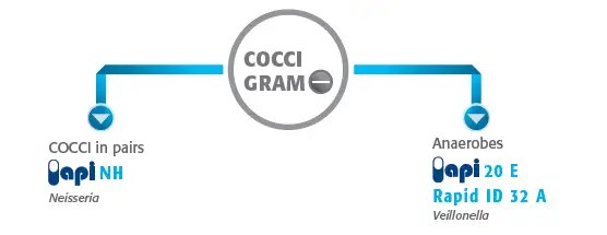 Gram negative cocci API NH