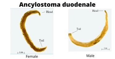 ancylostoma duodenale morphology
