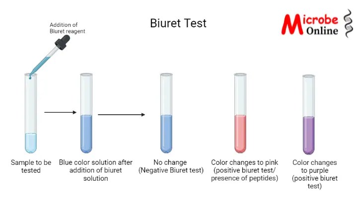 Biuret Test