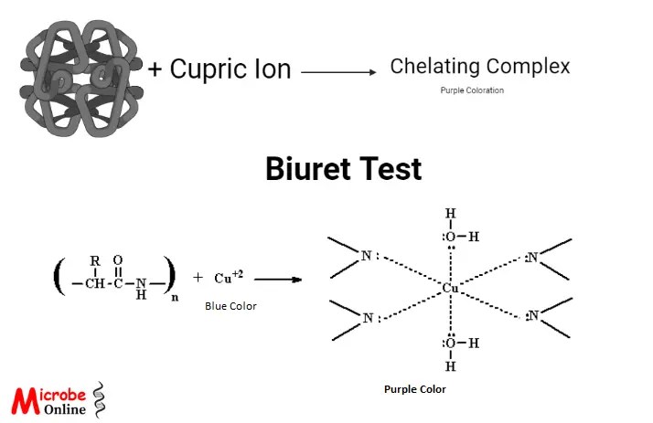 Principle of Biuret Test