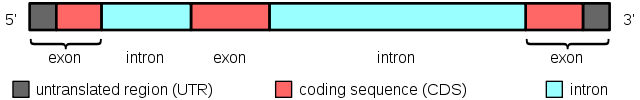 Gene structure with exons and introns