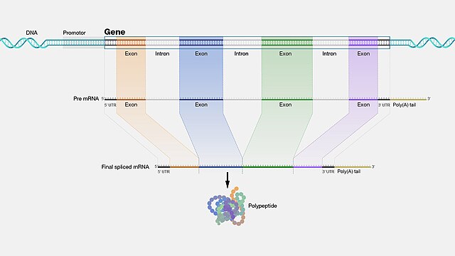 Gene with Introns and Exons