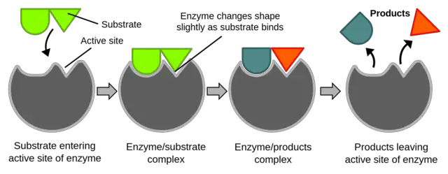 Enzyme substrate binding