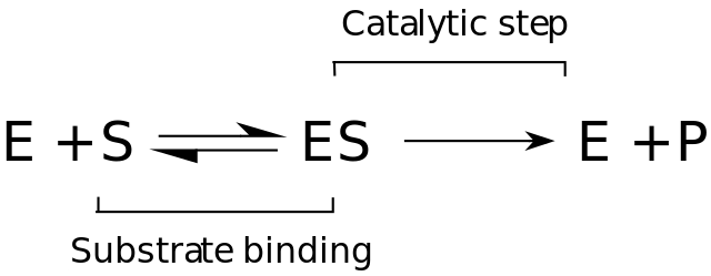 Mechanism of enzymes action