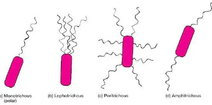 Bacterial Flagella Structure Importance And Examples Of Flagellated Bacteria Learn Microbiology Online