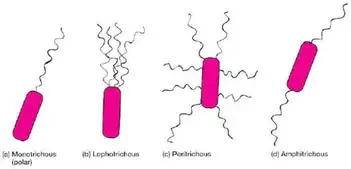 Flagella Structure Arrangement Function Microbe Online