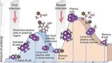 Differences between Primary and Secondary Immune Response - Learn  Microbiology Online