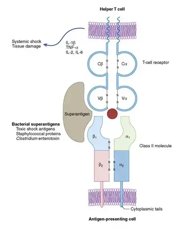 Viral Superantigens - 1st Edition - Kyuhei Tomonari - GJeanette Th