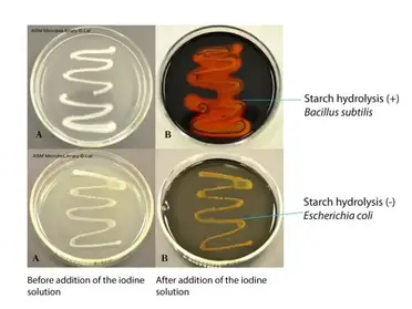 Starch Hydrolysis Test Principle Procedure Results Microbe Online